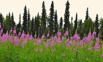Fireweed - Deshka Wilderness Lodge