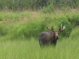 Acurious bull moose checks out the fishermen